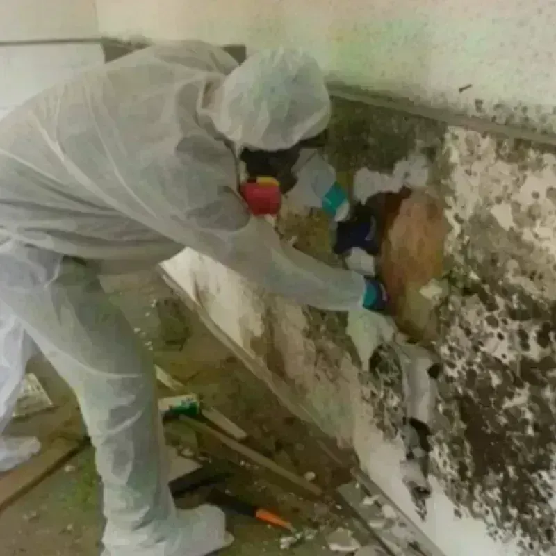 Mold Remediation and Removal in Farmingdale, ME